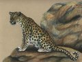 leopard_pregnant.jpg